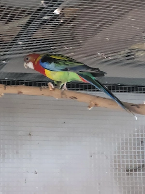 Rosella Sittich