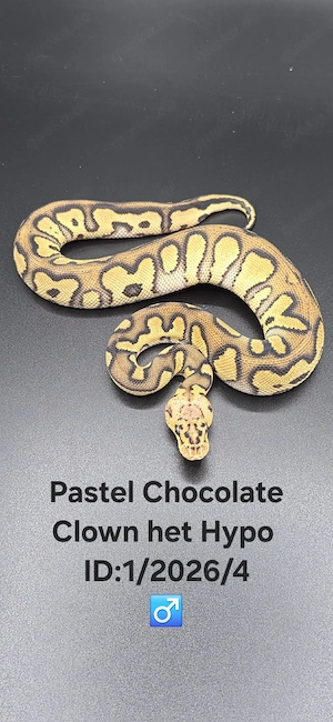 1.0 Pastel Chocolate Clown het. Hypo