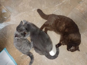 Britisch kurz Haar süsse kittis junge und Mädchen
