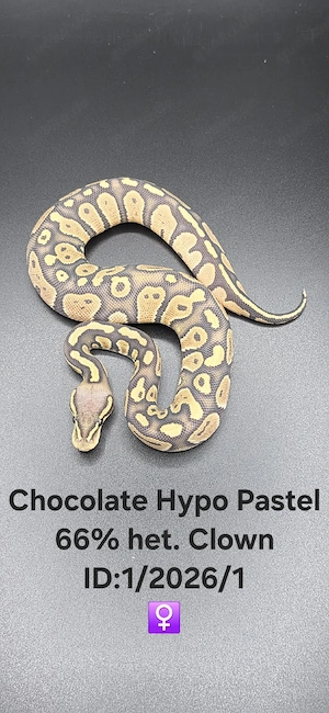 0.1 Chocolate Pastel Hypo 66% het. Clown