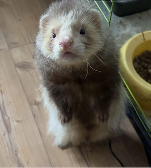 frettchen männlich 4 jahre 