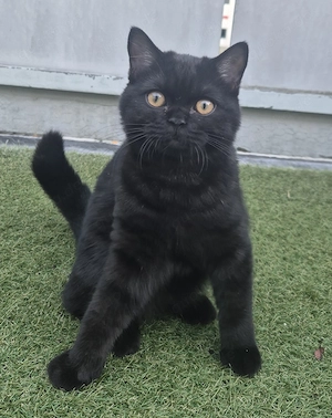 Traumhaftes Selkirk Rex Mädchen "Bijou" (5 Monate) sucht Kuschelplatz auf Lebenszeit! 