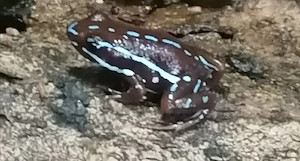 Epipedobates anthonyi Rio saladillo abzugeben 