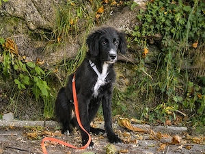 Pinco sucht sein Zuhause Bild 4