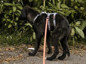 Pinco sucht sein Zuhause Bild 1