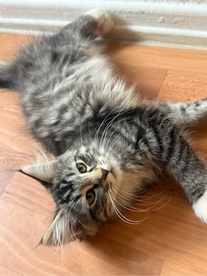 Fünf süße Kitten suchen ein neues Zuhause :) Bild 1