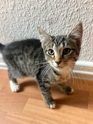 Fünf süße Kitten suchen ein neues Zuhause :) Bild 4