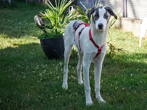 Pascal sucht sein Zuhause
