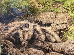 Vogelspinnen und Springspinnen zu verkaufen 