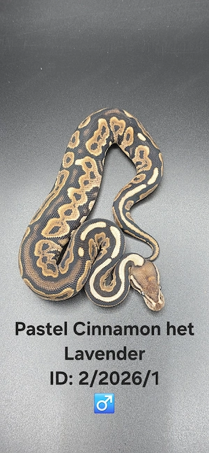 1.0 Pastel Cinnamon het. Lavender Albino