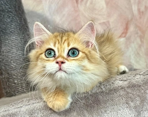 Reinrassige BKH,BLH Kitten mit Stammbaum
