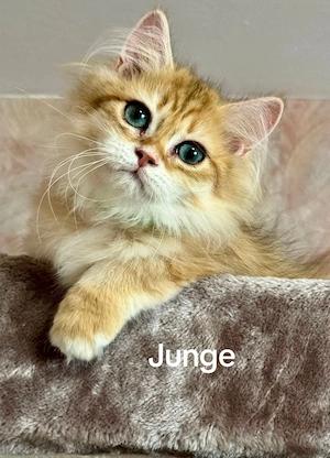 Reinrassige BKH,BLH Kitten mit Stammbaum