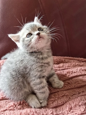 Zuckersüßes BKH Mädchen in Silver Tabby sucht ein Zuhause!