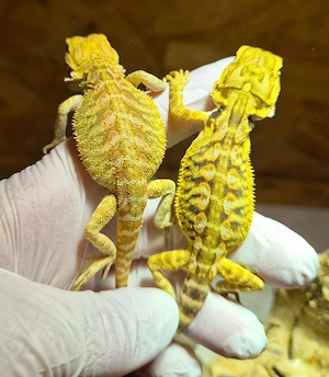 high citrus bartagame NZ weibchen 