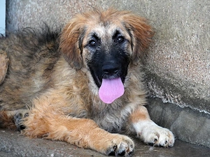 Lilu sucht ihr Zuhause (noch auf Sardinien)
