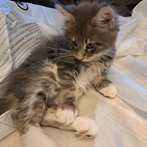 XXL Maine Coon Kitten 