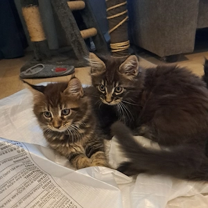XXL Maine Coon Kitten 2x geimpft 