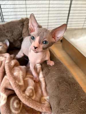 Sphynx Elf Kitten zum Reservierung 
