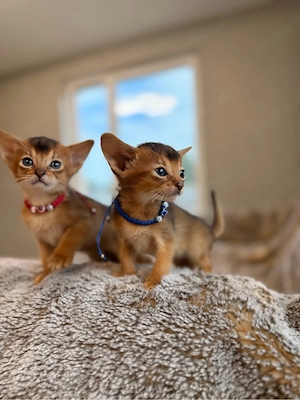 Abessinier Kitten Katzen Auszugsfertigin ca. 10.08 gechippt geimpft Stammbaum 