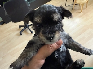 morkie welpen 