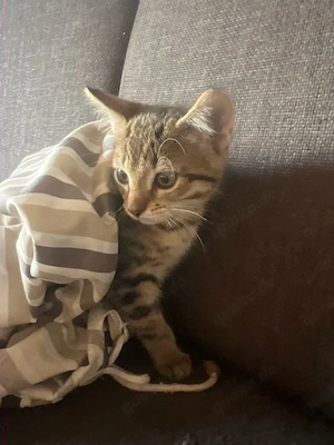     Kleine Katzenbabys