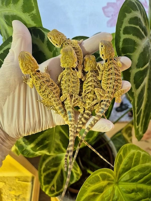 hypo citrus tiger NZ männchen
