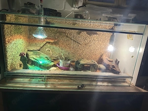 Zwergbartagame mit Terrarium