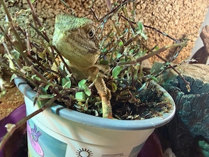 Zwergbartagame mit Terrarium