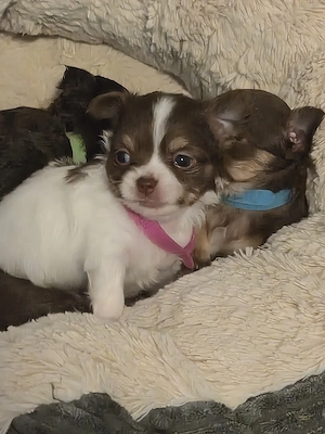 Chihuahua babys 