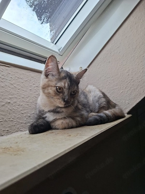 verkaufe mein katze celina