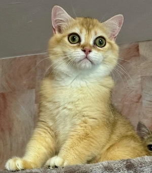 Reinrassige BKH Kater 