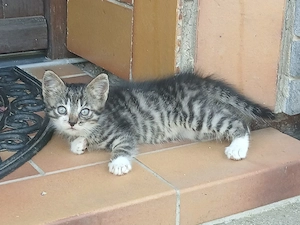 Katzen abzugeben