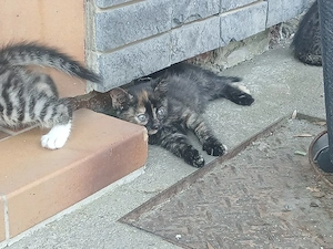 Katzen abzugeben