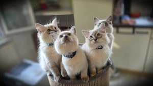 Traumhafte reinrassige Ragdolls Kitten zur Abgabebereit