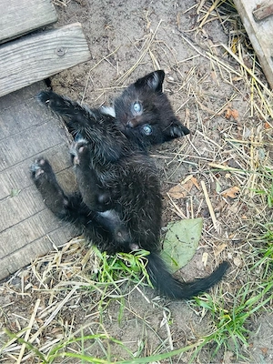    Kleiner schwarzer Kater sucht ein liebevolles Zuhause   