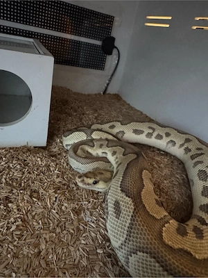 0.1 Königspython Fire Clown het Piebald