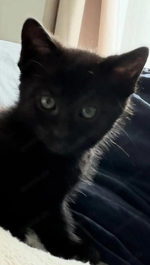 Niedlisches Katzenmädchen sucht neue Zuhause 