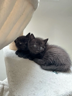süsse BKH kitten Katzenbabys