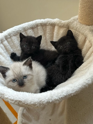 BKH Kitten (HEUTE KOMMEN => 50  RABATT) 