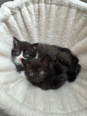 BKH babykatzen (HEUTE KOMMEN => 50  RABATT) 