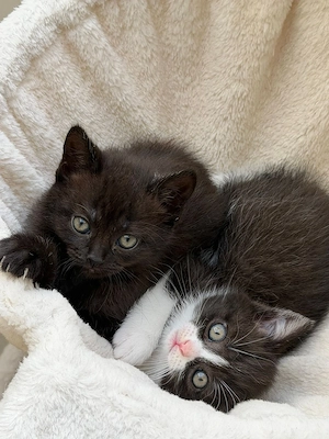 BKH Kitten GÜNSTIG, DA SIE HEUTE WEG MÜSSEN