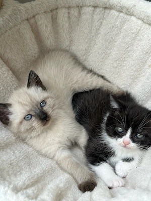 supersüsse BKH Kitten 