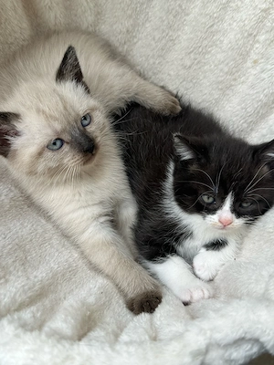 supersüsse BKH kitten Babykatzen
