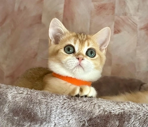 Reinrassige BKH Kitten