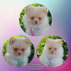 3 Wunderschöne Reinrassige Pomeranian Welpen sind Auszugsbereit!
