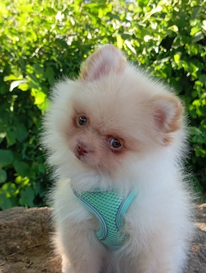 1 Wunderschöne Reinrassige Pomeranian Welpen sind Auszugsbereit!