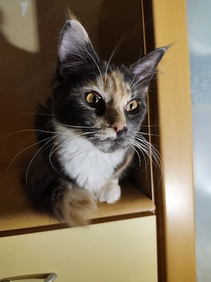 Zauberhaftes Maine Coon Mädchen