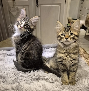  XXL Maine Coon  Norweger Mixe