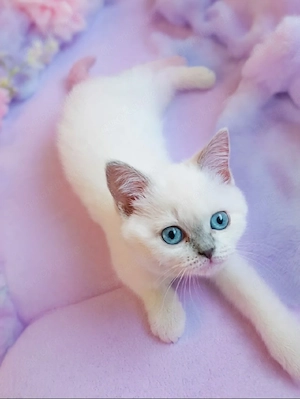 Zauberhafte Kitten    Abholbereit 