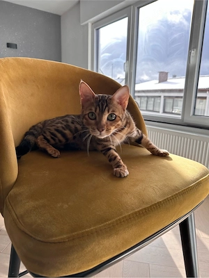 Bengal-Katzengeschwisterpaar sucht ein neues Zuhause